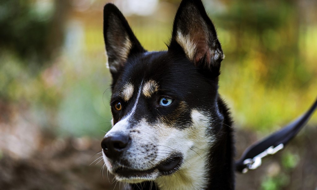 American Staffordshire Terrier Husky Mix