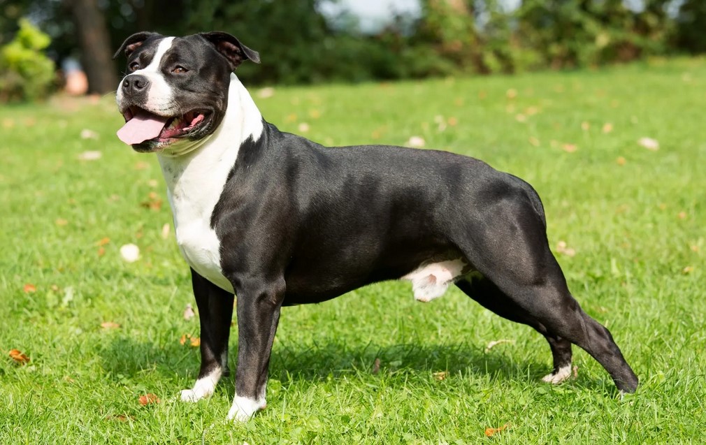 American Staffordshire Terrier Pictures