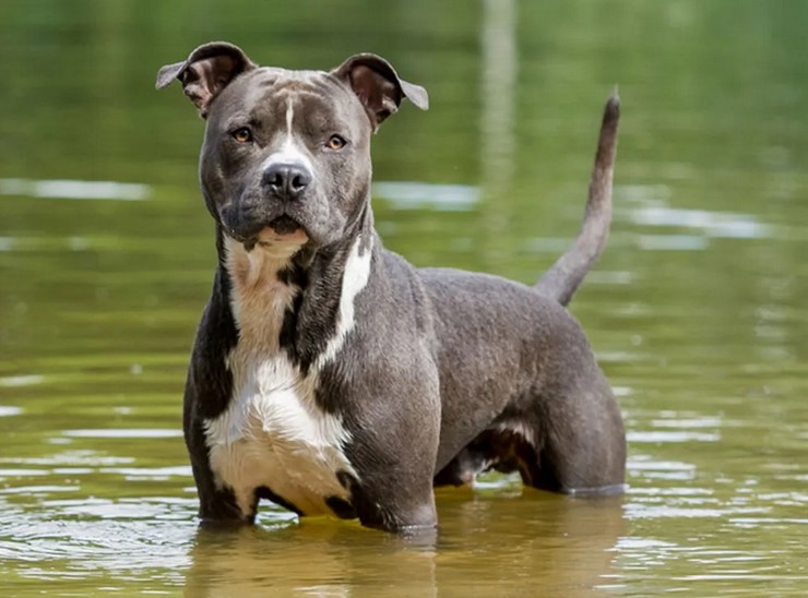 American Staffordshire Terrier vs American Pitbull Terrier