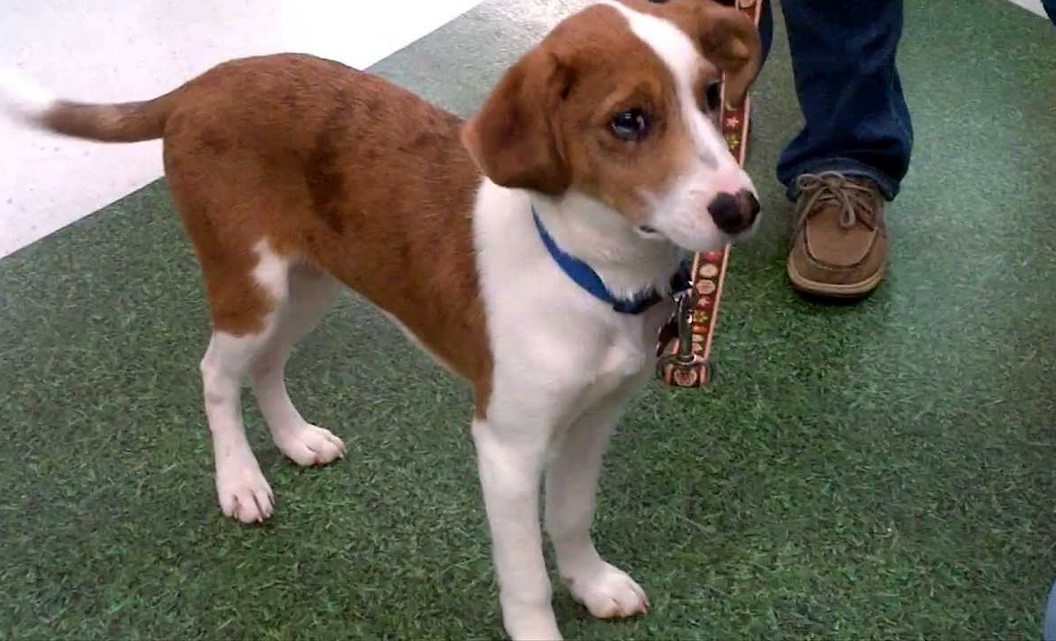 Australian Shepherd Rat Terrier Mix