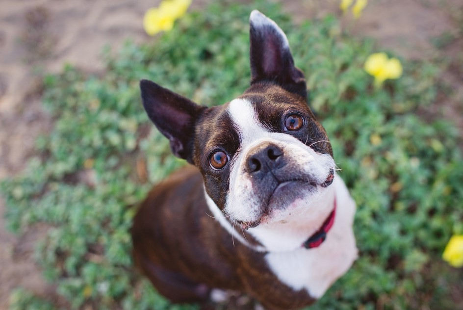 Boston Terrier Average Lifespan