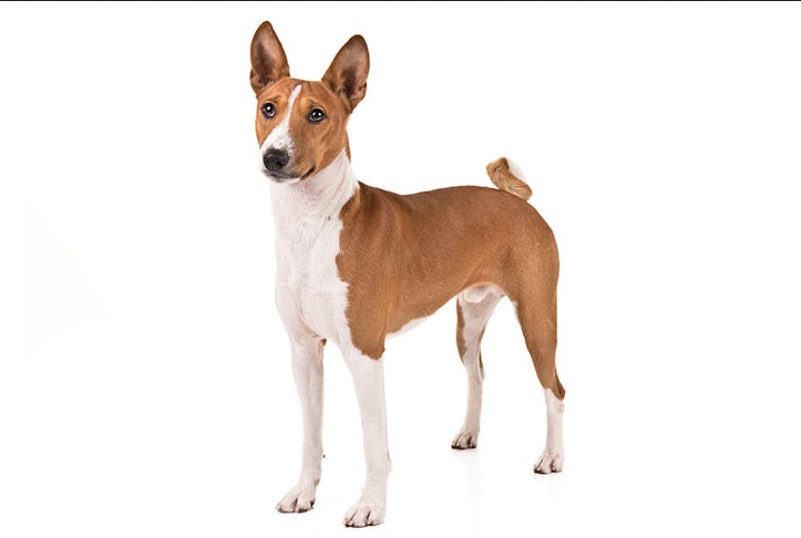 Basenji Rat Terrier Mix