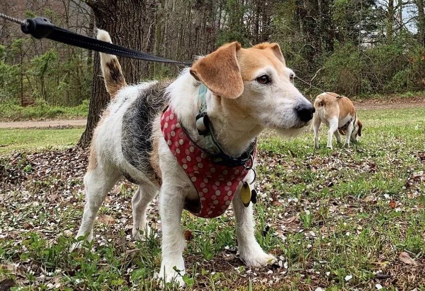 Beagle And Terrier Mix