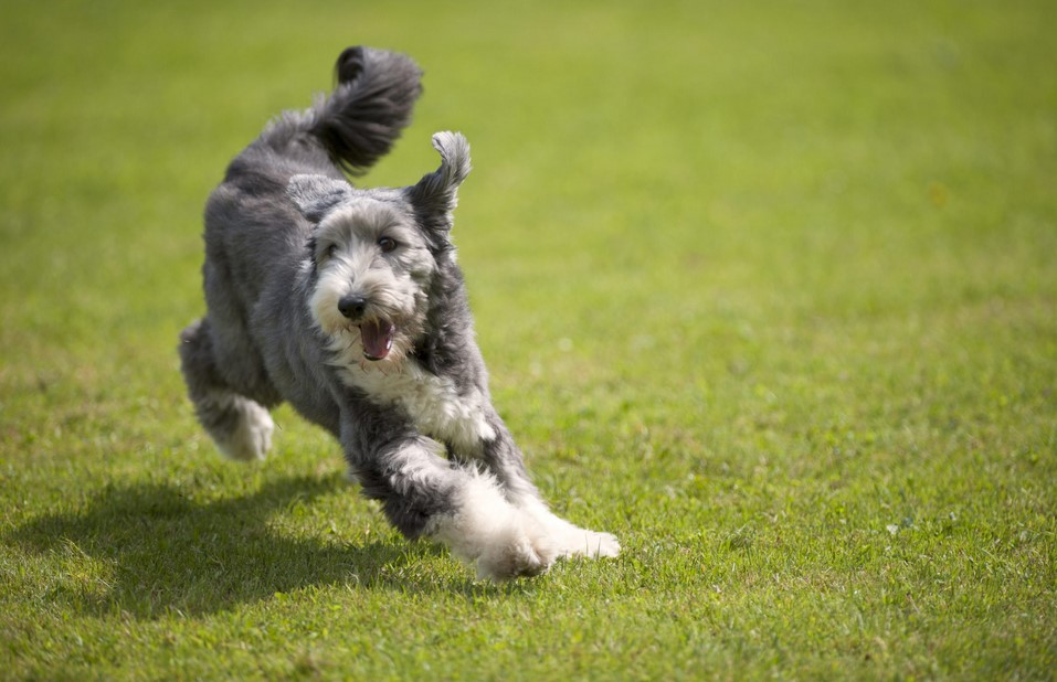 Bearded Terrier