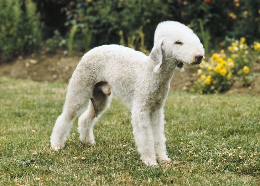 Bedlington Terrier Unclipped