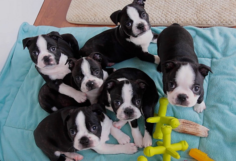 Best Food For Boston Terrier Puppy