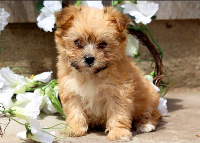 Bichon Terrier Mix