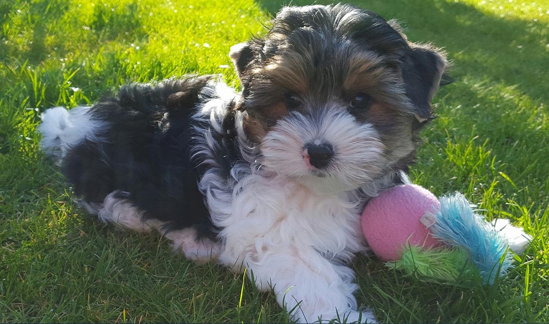 Biewer Yorkshire Terrier