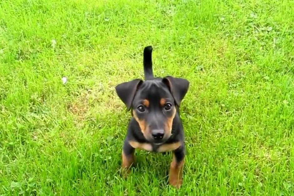 Black And Tan Jack Russell Terrier