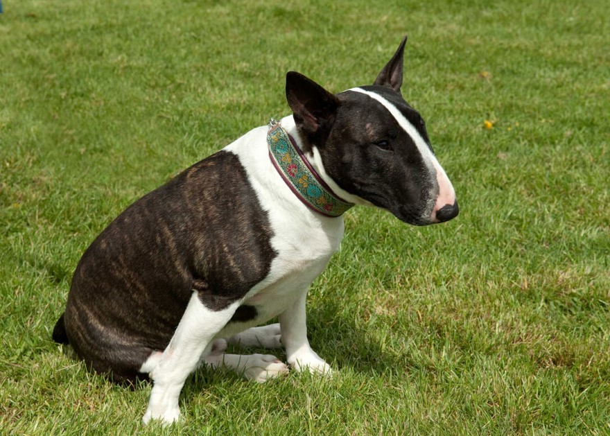 Black And White Bull Terrier