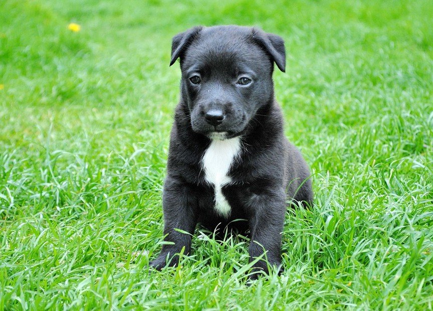 Black And White Pitbull Terrier