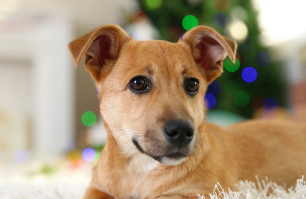 Black Mouth Cur Terrier Mix