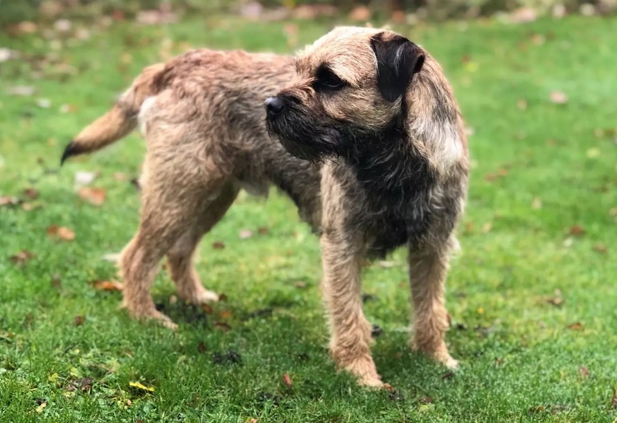 Border Terrier Hypoallergenic