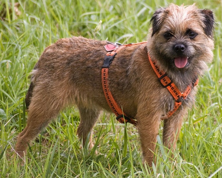 Border Terrier Price