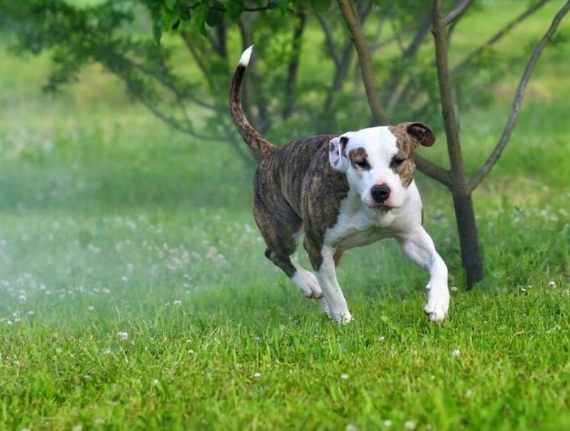 Boston Terrier And Pitbull Mix