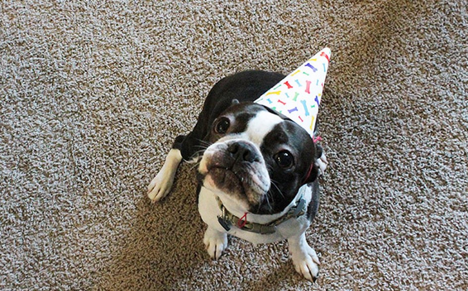 Boston Terrier Birthday