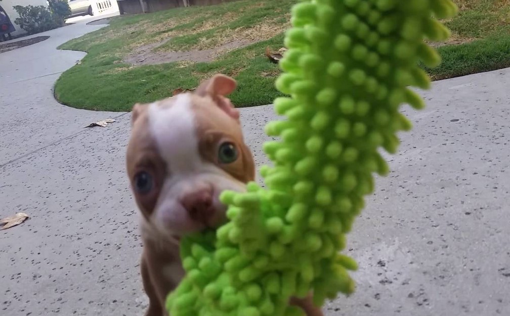 Boston Terrier Blue Eyes