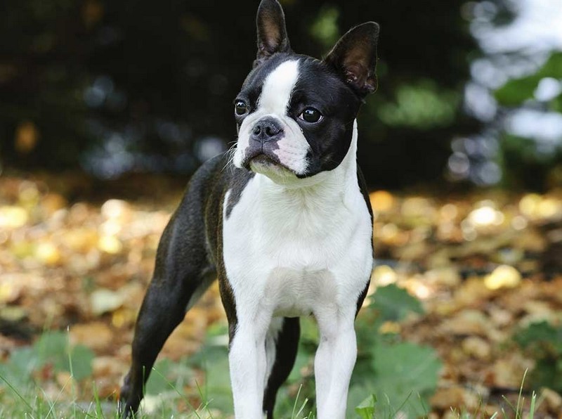 Boston Terrier Breeders Florida