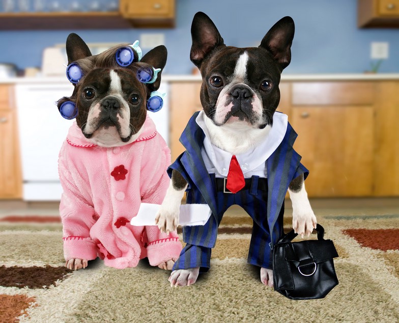 Boston Terrier Clothes