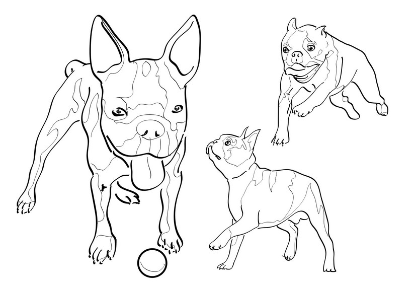 Boston Terrier Coloring Pages