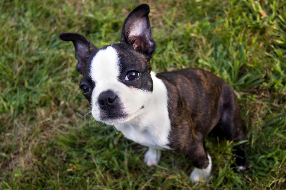 Boston Terrier Colors Brindle & White