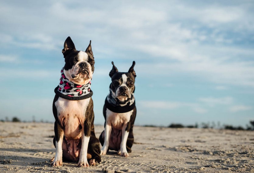 Boston Terrier Colors Seal & White