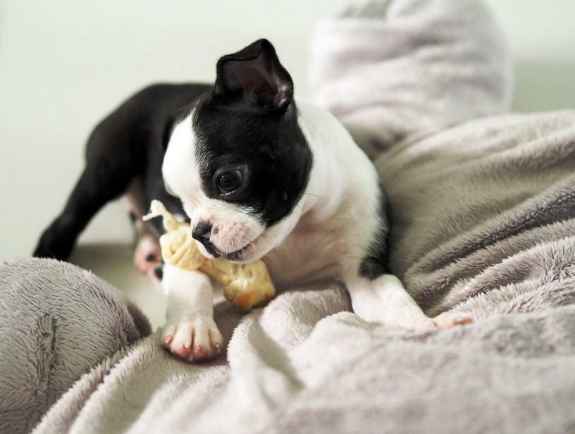 boston terrier craigslist