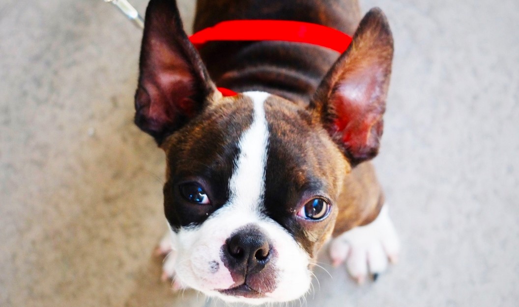 Boston Terrier Eye Problems