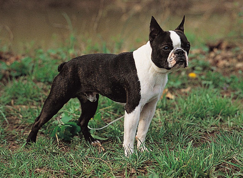 Boston Terrier Floppy Ears