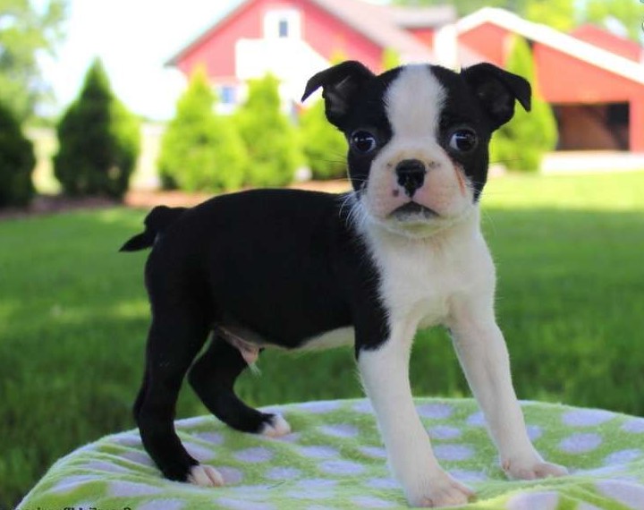 Boston Terrier For Sale Craigslist