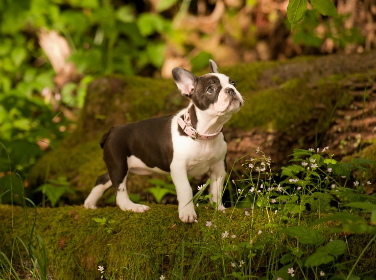 Boston Terrier Frenchie Mix