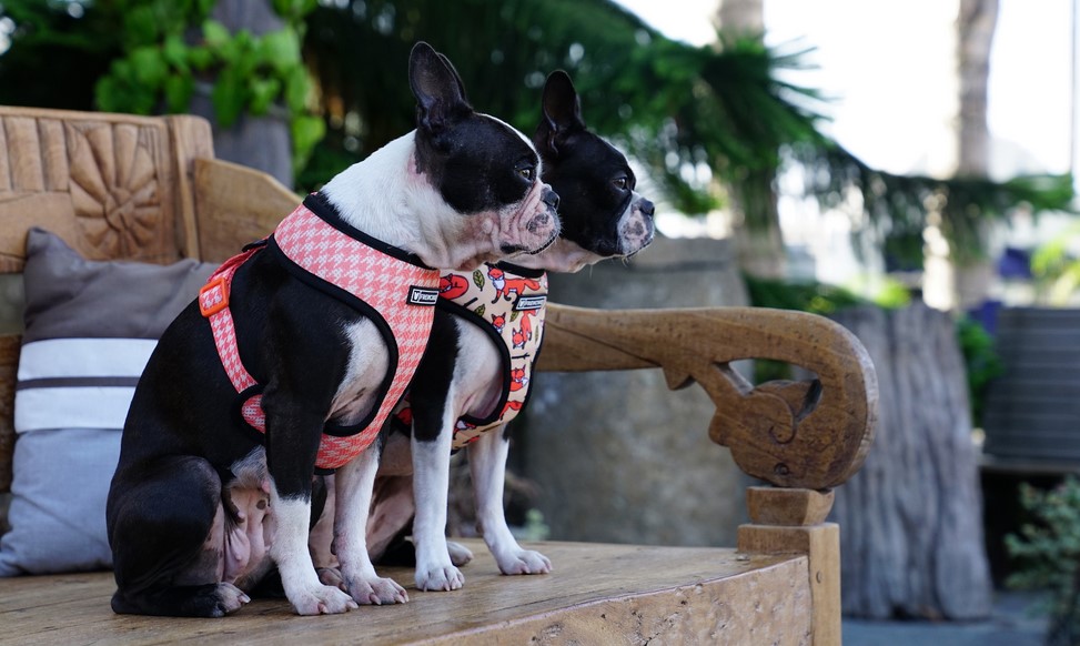 Boston Terrier Harness