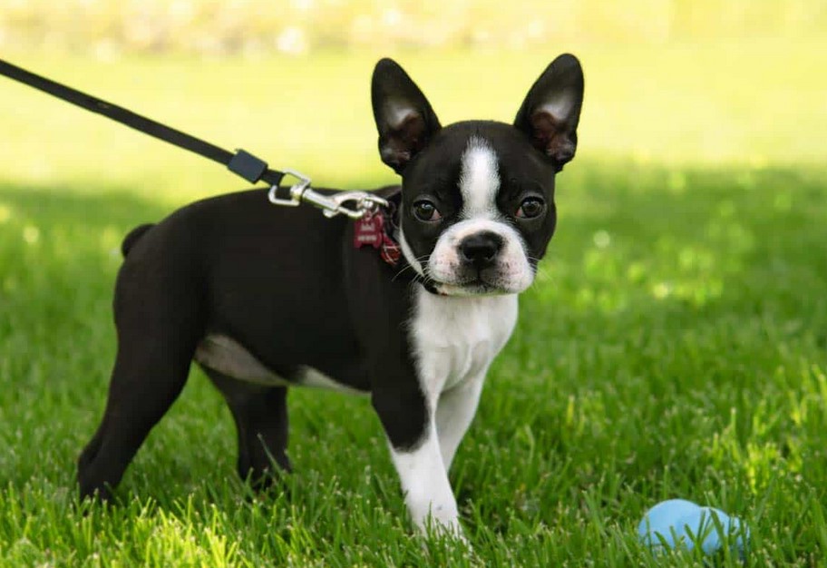 Boston Terrier Hypoallergenic