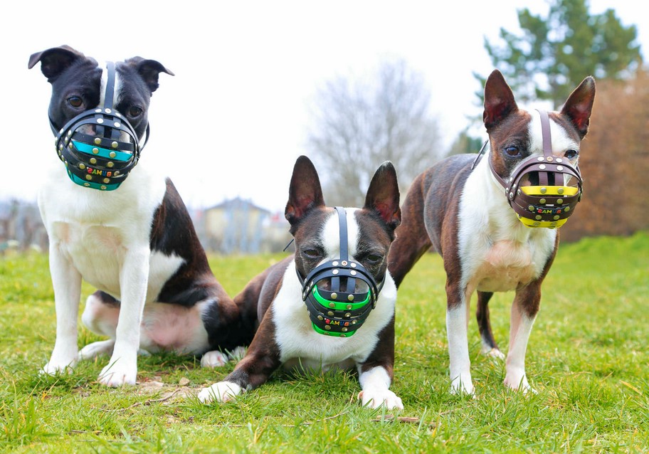 Boston Terrier Muzzle