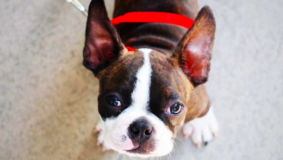 Boston Terrier Photos