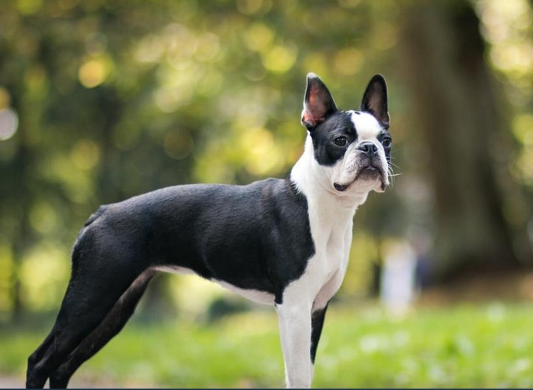 Boston Terrier Pics