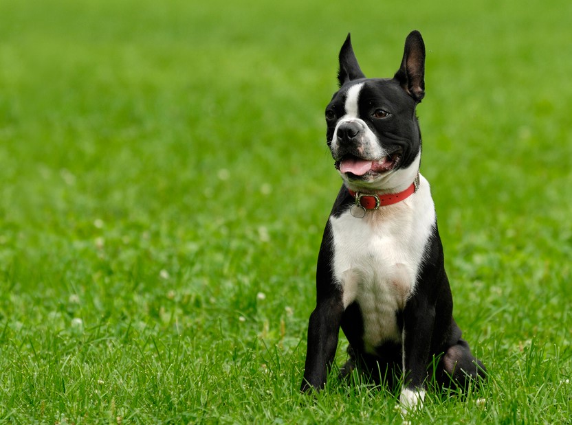 Boston Terrier Pit Mix