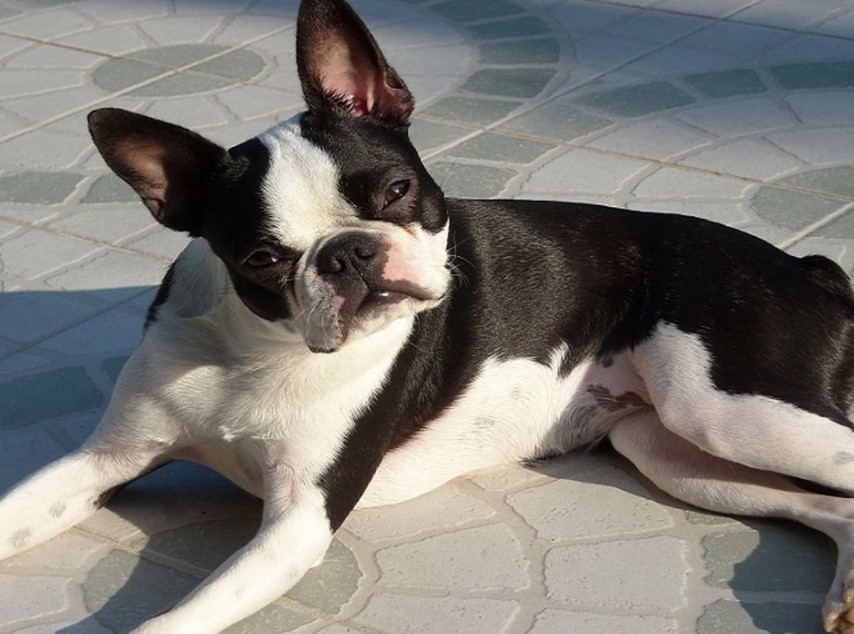 Boston Terrier Price Range