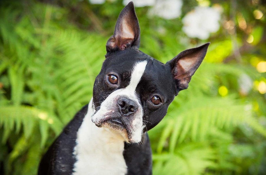 Boston Terrier Pros And Cons