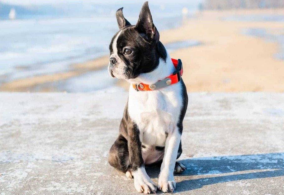 Boston Terrier Puppies AZ