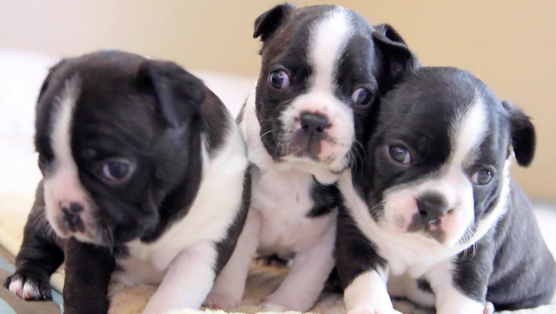 Boston Terrier Puppies Colorado