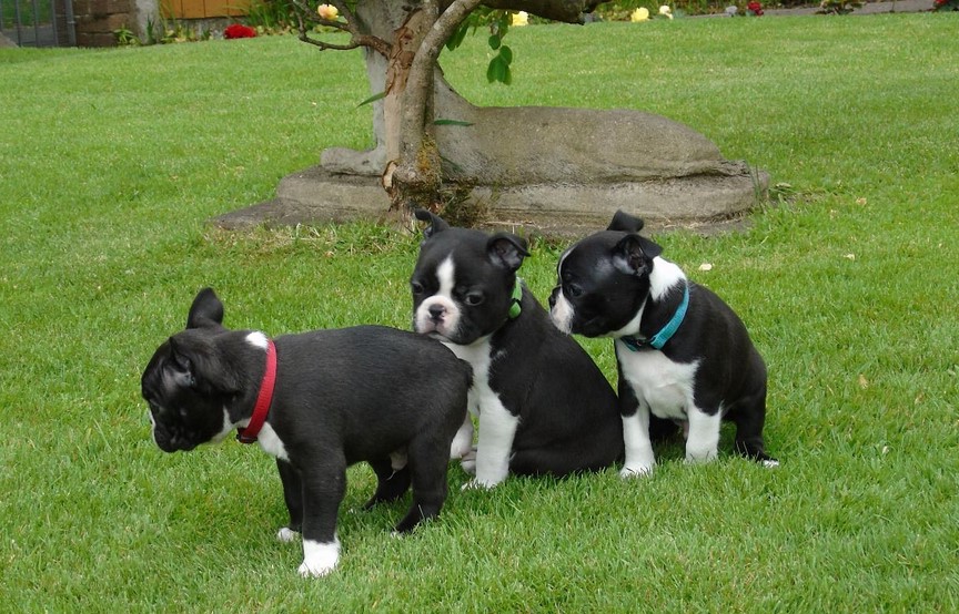 Boston Terrier Puppies For Sale Craigslist