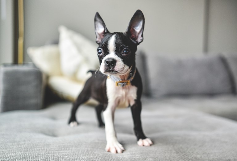 Boston Terrier Puppies for Sale in California