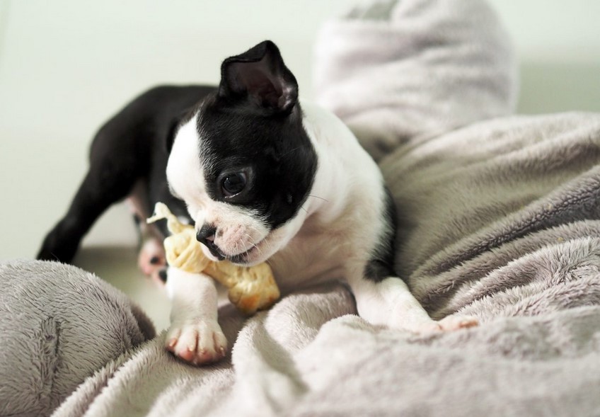 Boston Terrier Puppies for Sale in MA