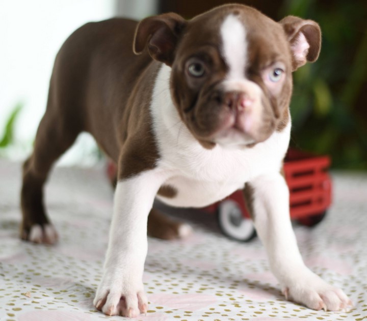 Boston Terrier Puppies for Sale in Michigan