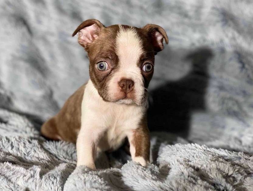 Boston Terrier Puppies For Sale In NJ