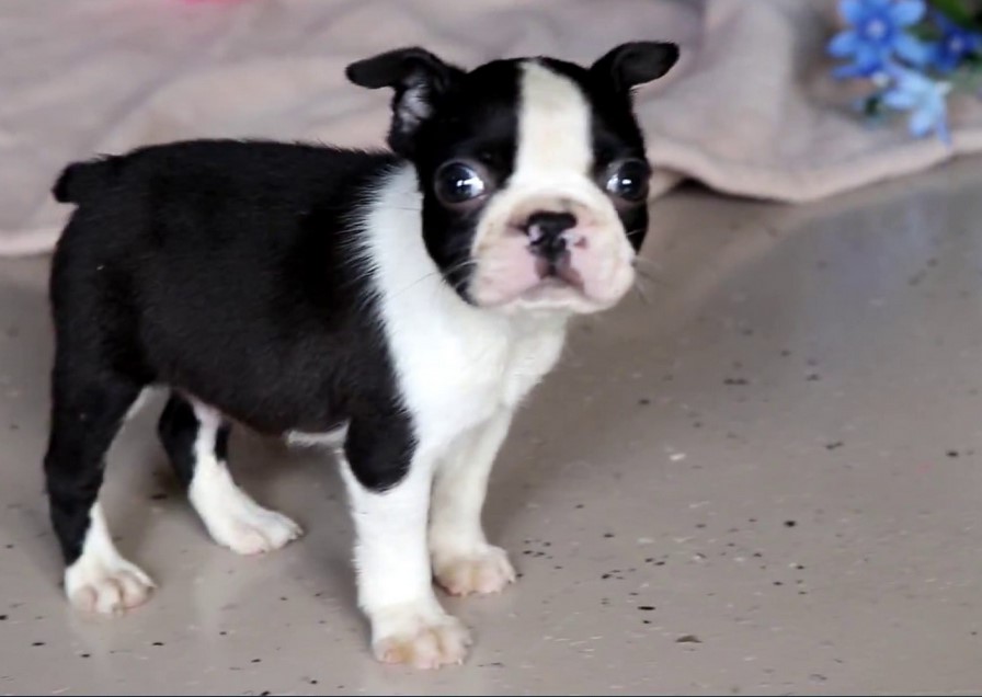 Boston Terrier Puppies For Sale in Texas