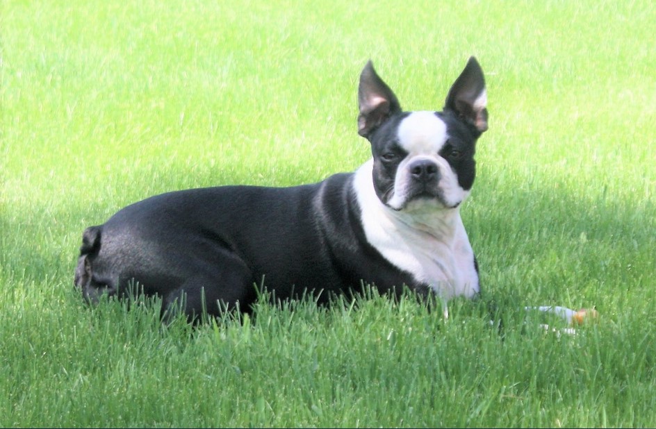 Boston Terrier Puppies MN