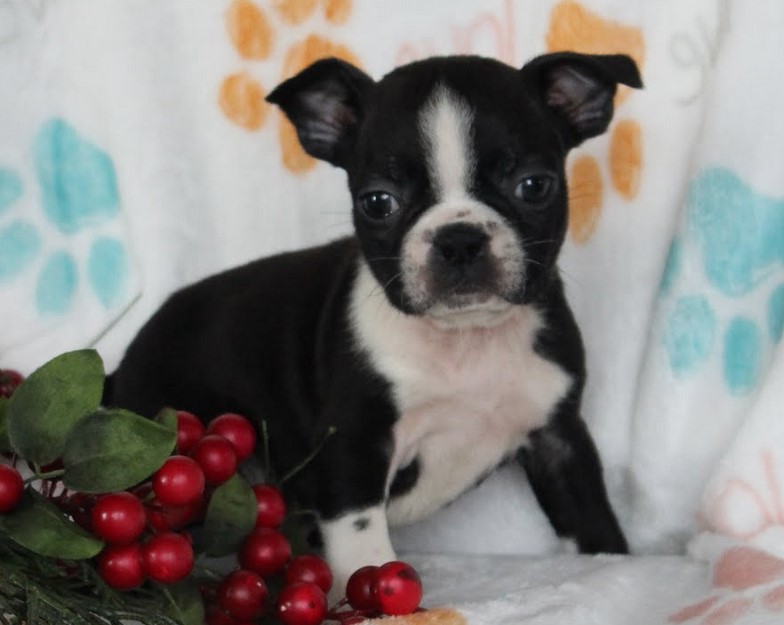 Boston Terrier Puppies Ohio