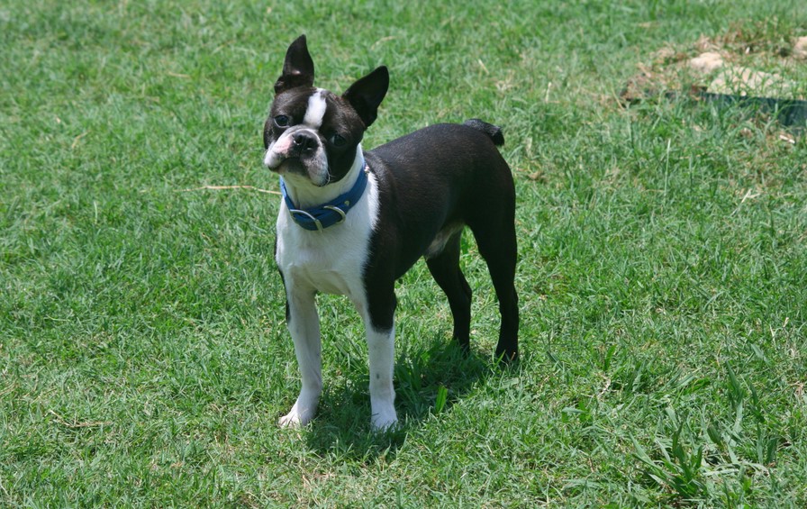 Boston Terrier Puppies Texas